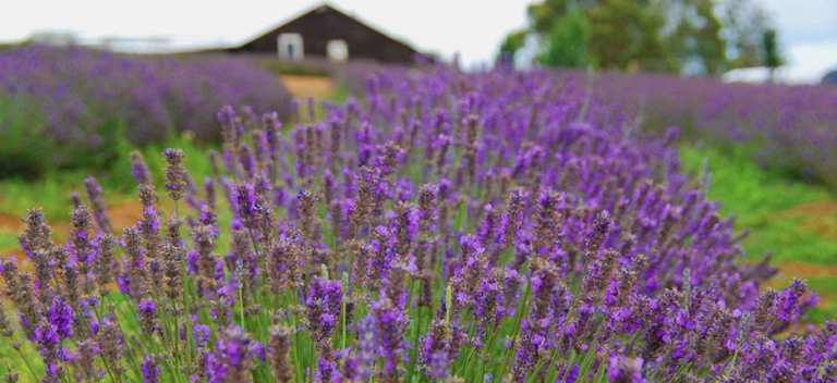 talga-the-australian-lavender-growers-association-all-things-lavender